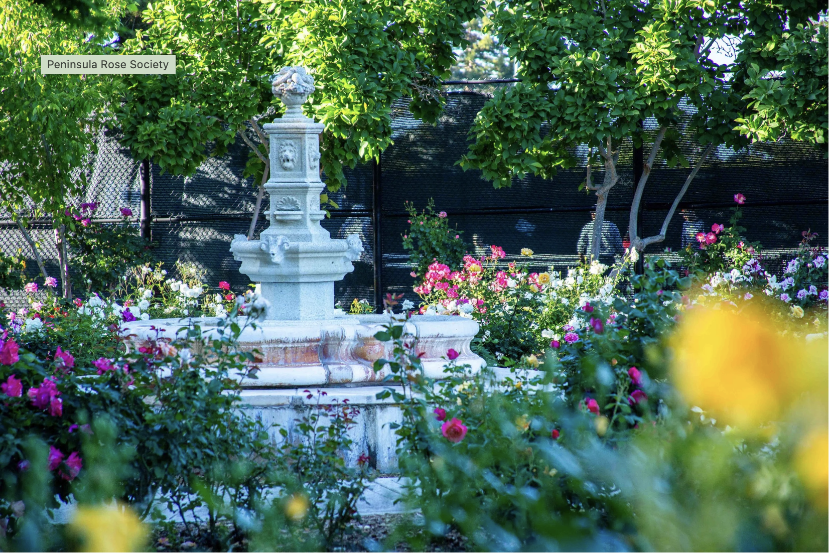 Volunteer at the Catherine Brennan Rose Garden