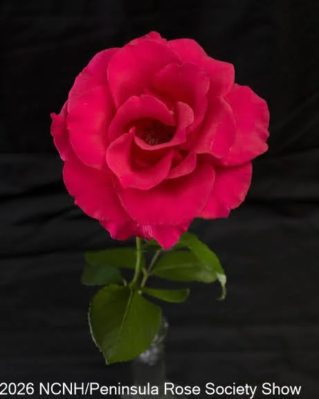103 Fully Open Hybrid Tea. Fame!. Usha Doppalapudi.JPG