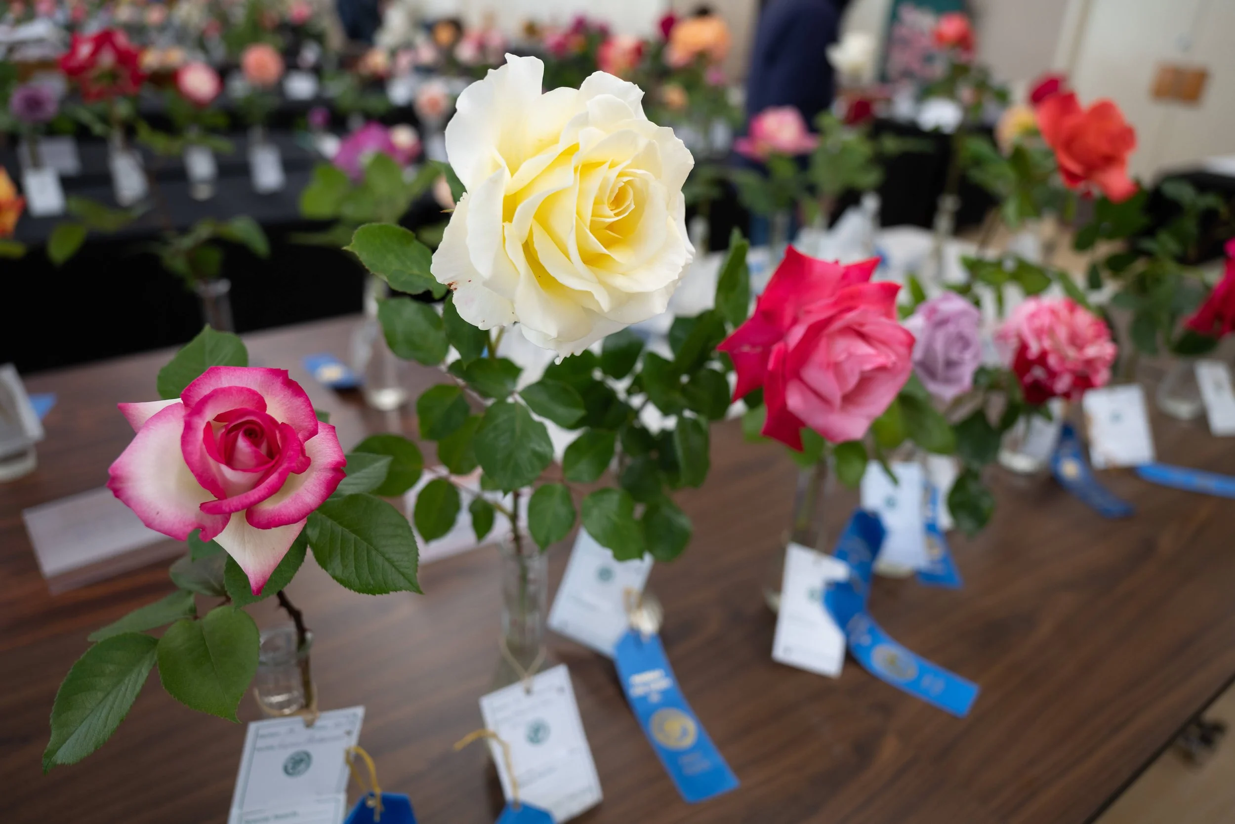 annual_roseshow_2023_11_tables.jpg