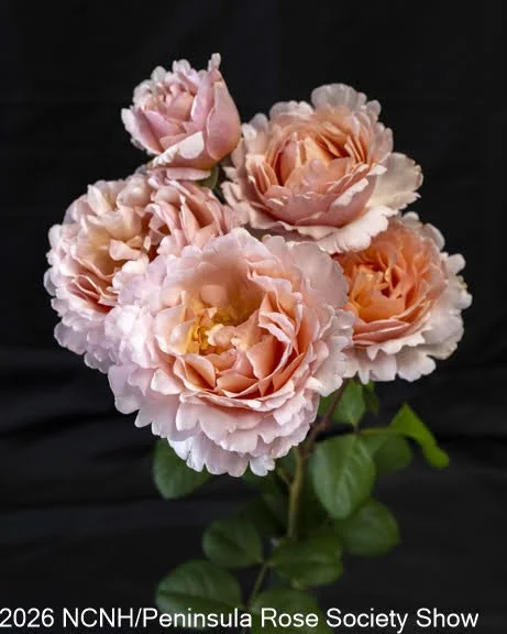 Best Spray HT-GF. Princess Charlene de Monaco. Julie Lanesey