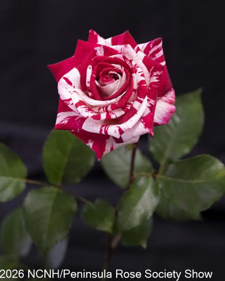 117, 206 Miniflora QUEEN. Strawberry Kisses. Stu Dalton.JPG