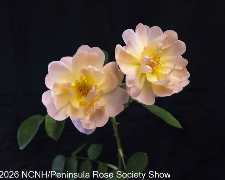 110, 204 QUEEN Modern Shrubs. The Lark Ascending. Stuart Dalton.JPG
