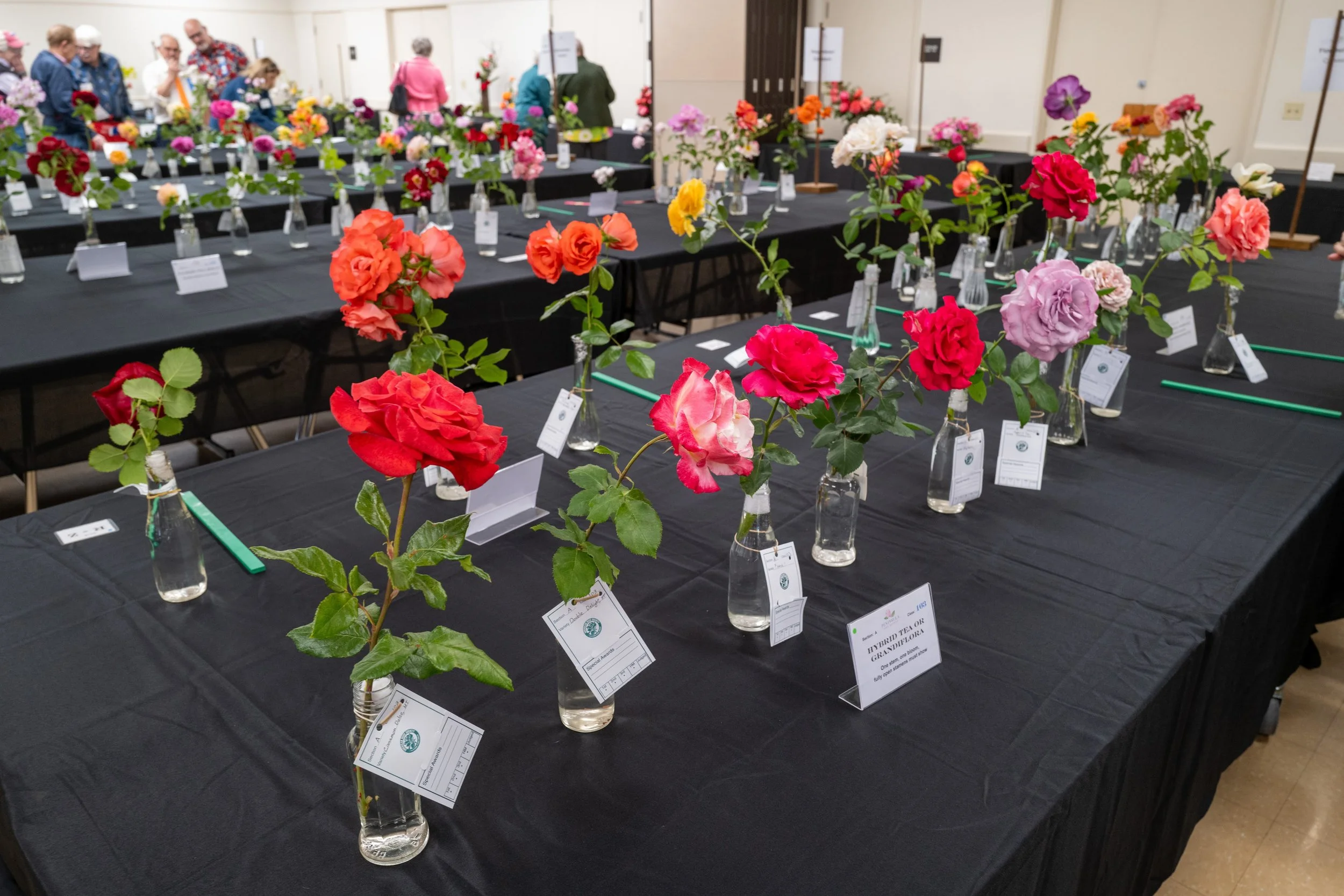 2025 Rose Show