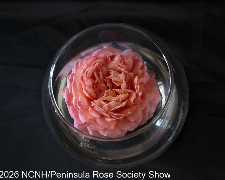 324 Rose in a Bowl Any Other Type. Portlandia. Lenora Boeddiker.JPG