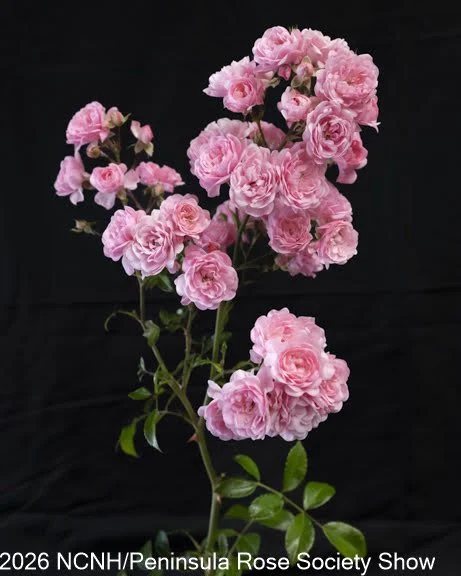 106 Best Spray Polyantha. The Fairy. Andrew Miller.JPG