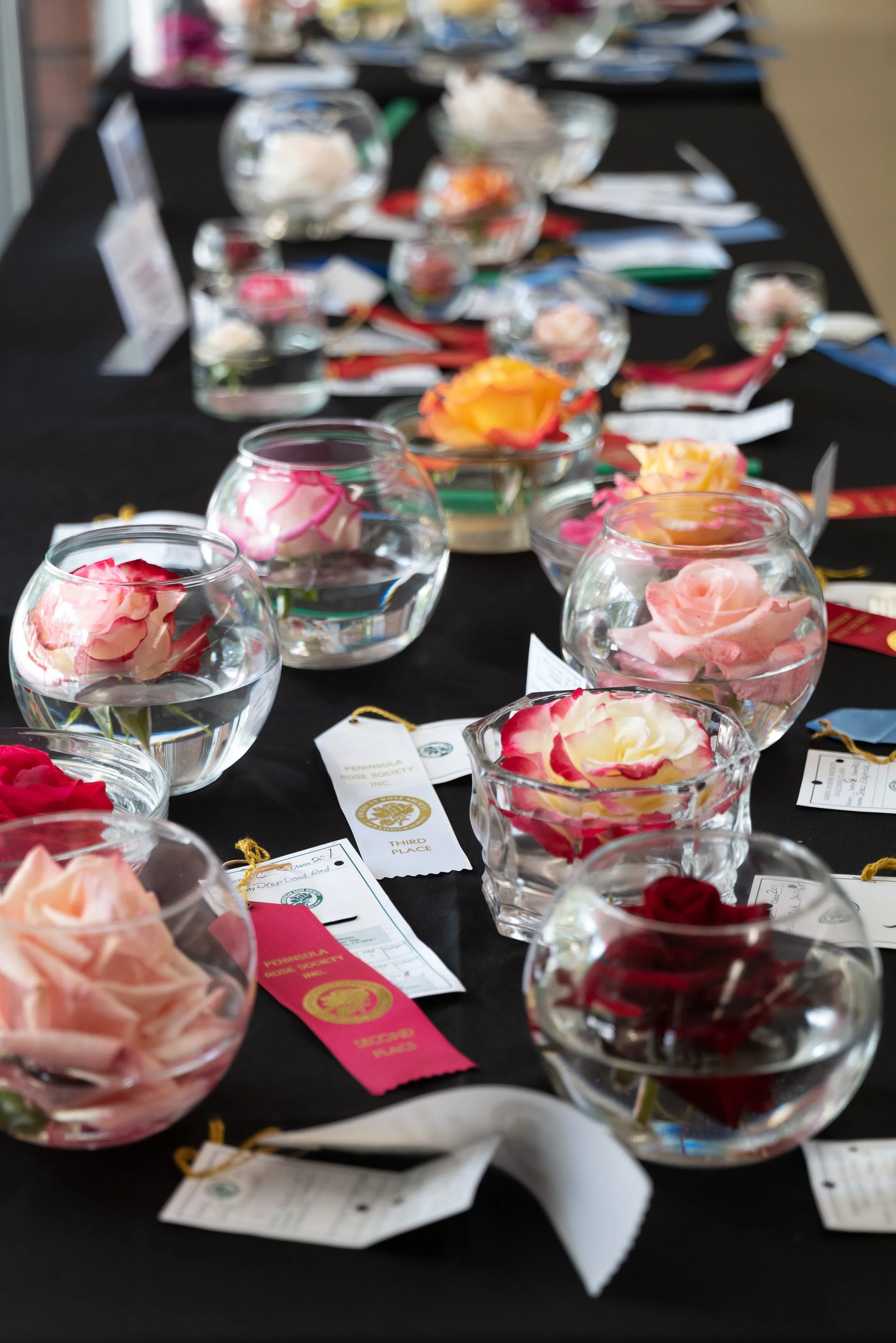 annual_roseshow_2023_07_floating.jpg