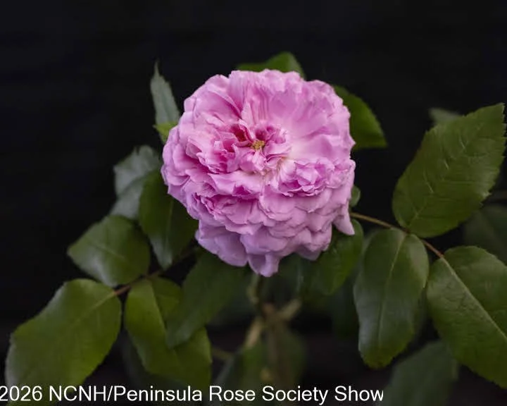 108 Old Garden Rose pre 1867. Marchesa Boccella. Stu Dalton.JPG