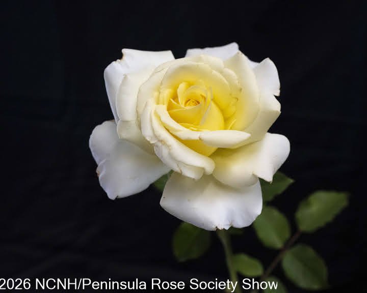 101,201 PRINCESS HT-GF. Elina. Usha Doppalapudi.JPG