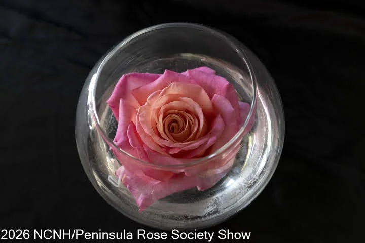 321 Rose in a Bowl HT-GF. Chicago Peace. Andrew Miller.JPG