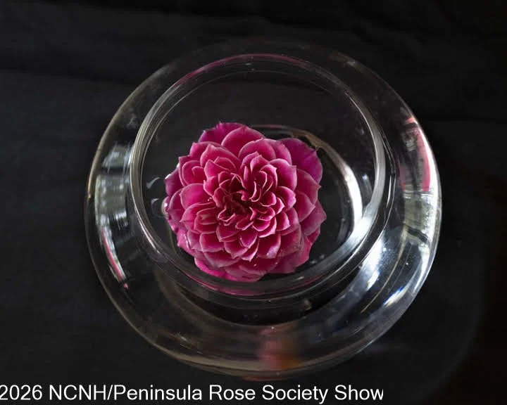 322 Rose in a Bowl Miniature. Marriotta. Carol Wong.JPG