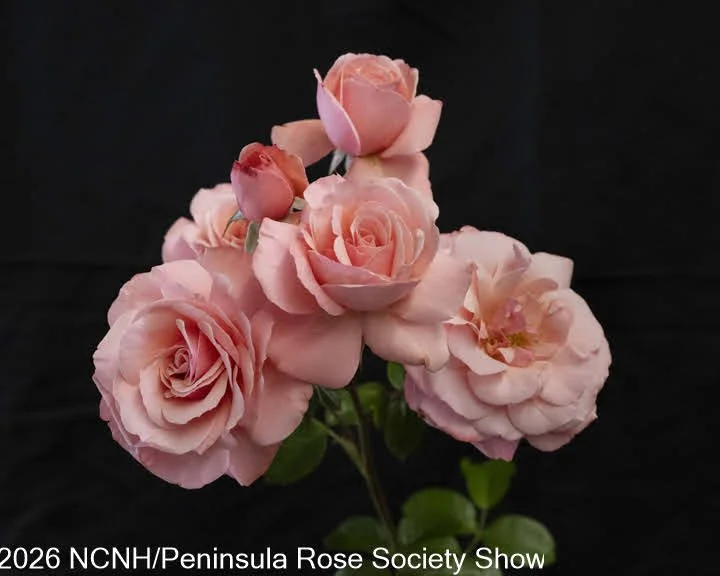 105,203 KING Floribunda Spray. Sexy Rexy. Robin Rosenberg.JPG