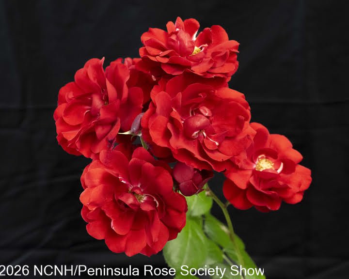 105,203 PRINCESS Floribunda Spray. Show Biz. Andrew Miller.JPG