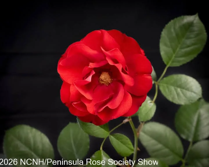 104,202 Floribunda One Bloom. Show Biz. Andrew Miller.JPG