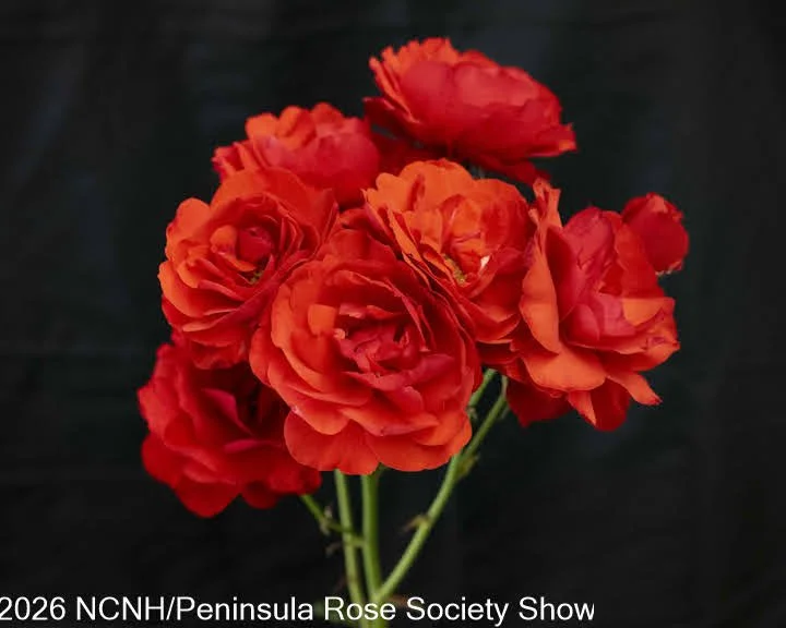 105, 203 QUEEN Best Floribunda Spray. Trumpeter. Andrew Miller.JPG
