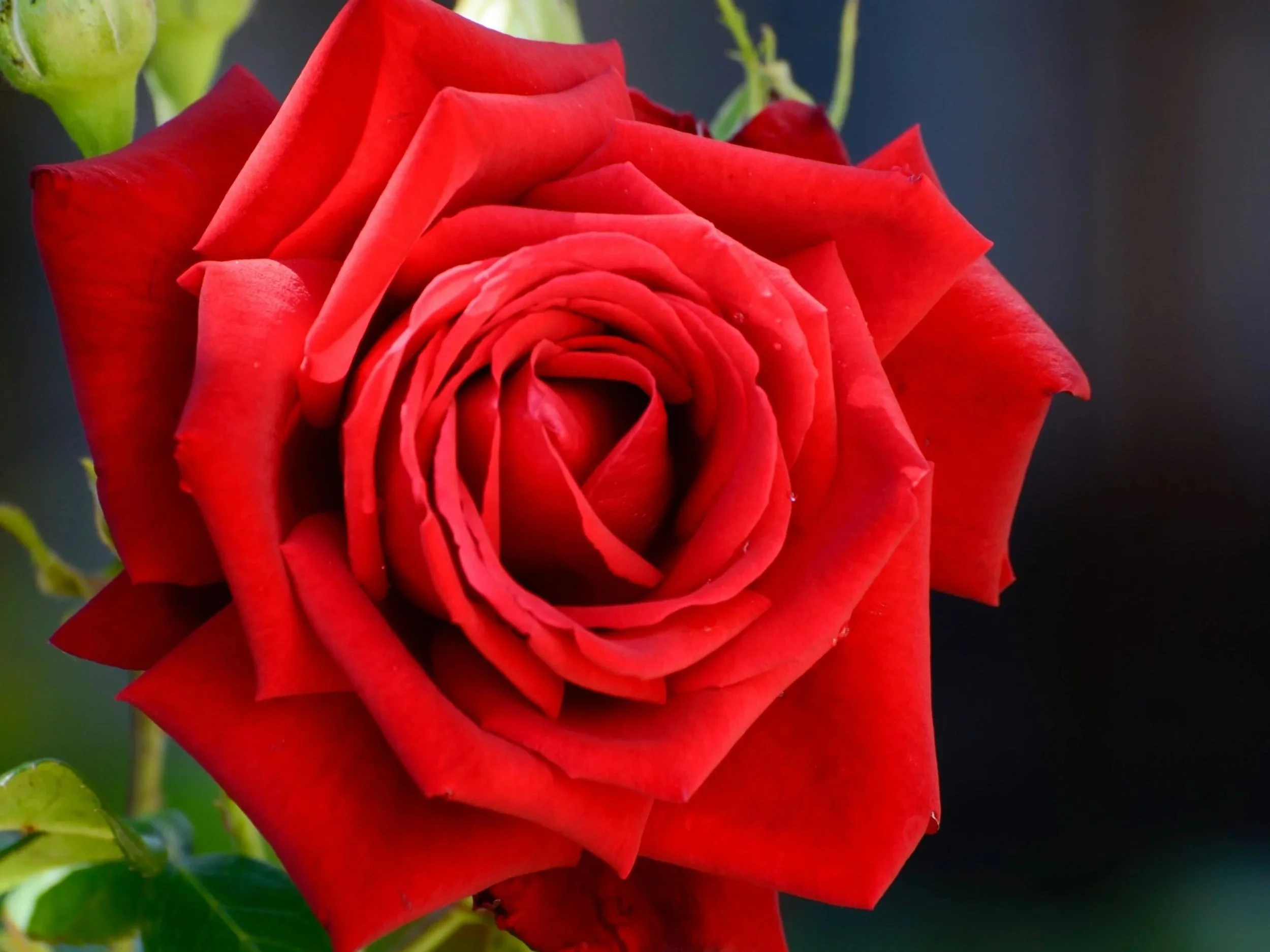 2026 Rose Show Awards