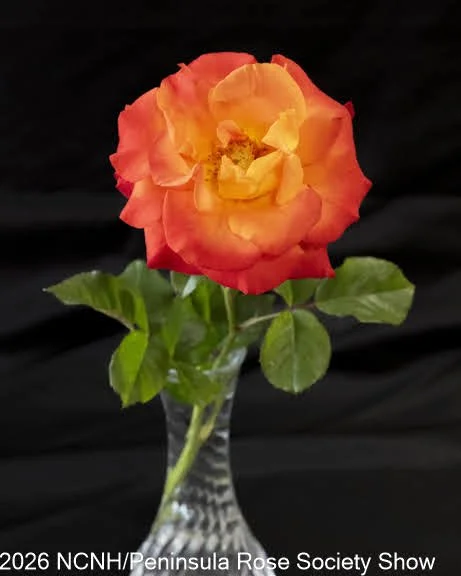 119 Fully Open Miniflora. Mango Blush. Linda Piantanick.JPG