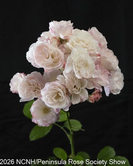 111 Classic Shrubs HM HR. Bouquet Parfait. Lenora Boeddiker.JPG