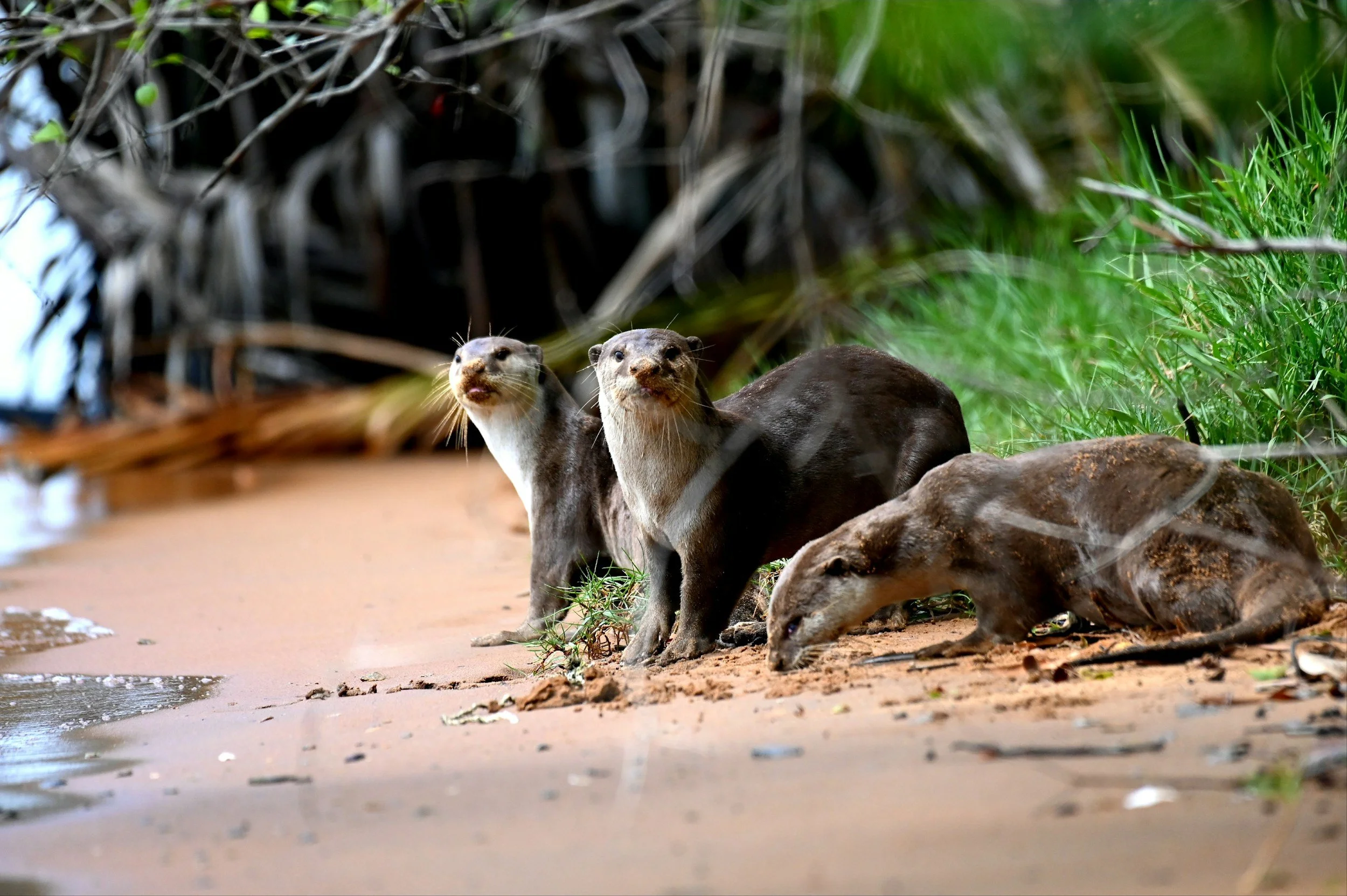 Two otters stand on the sandy shoreline near green grass, looking alert with water and tangled branches in the background.