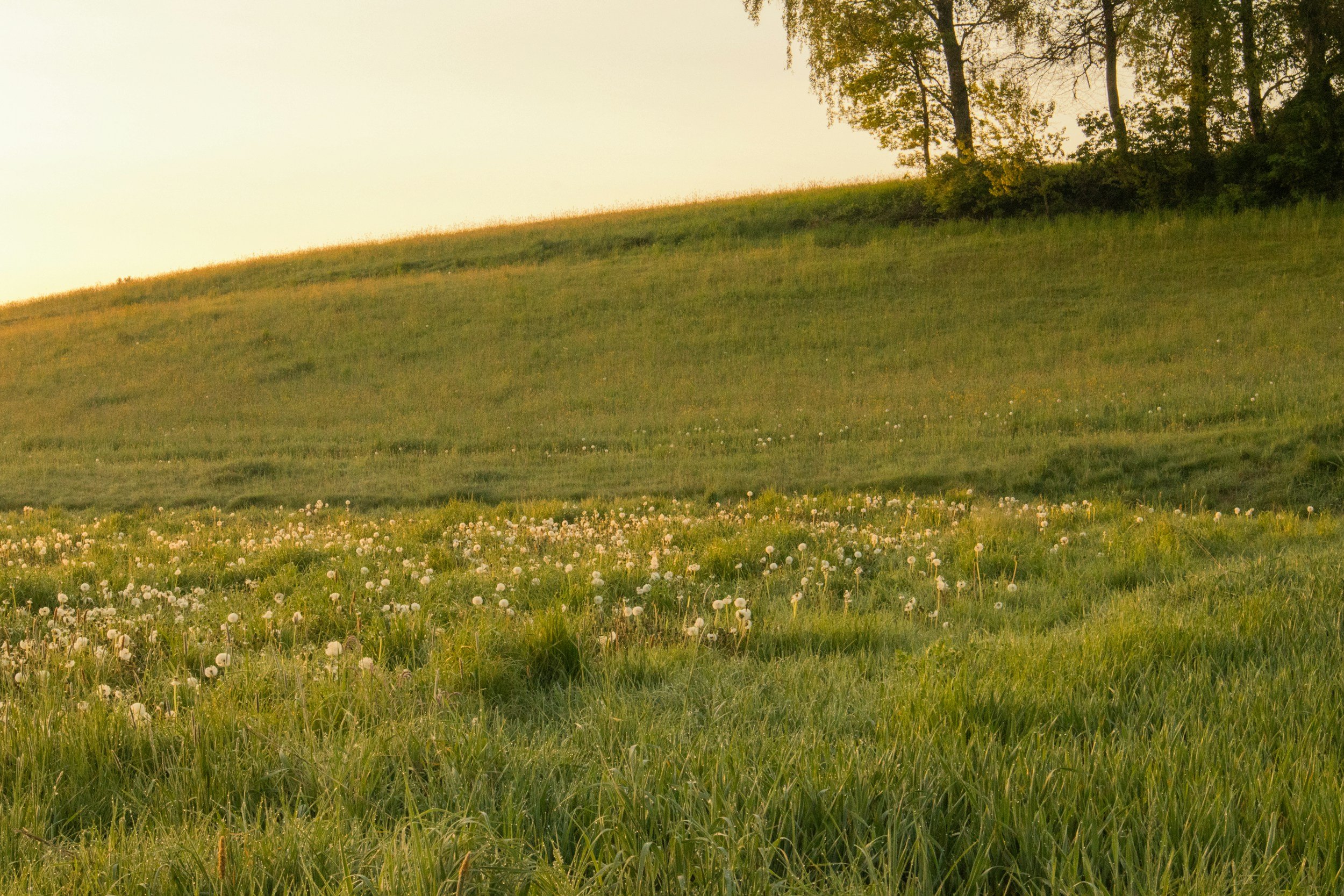 A grassy field with wildflowers, trees in the background, and a bright sky at sunset.