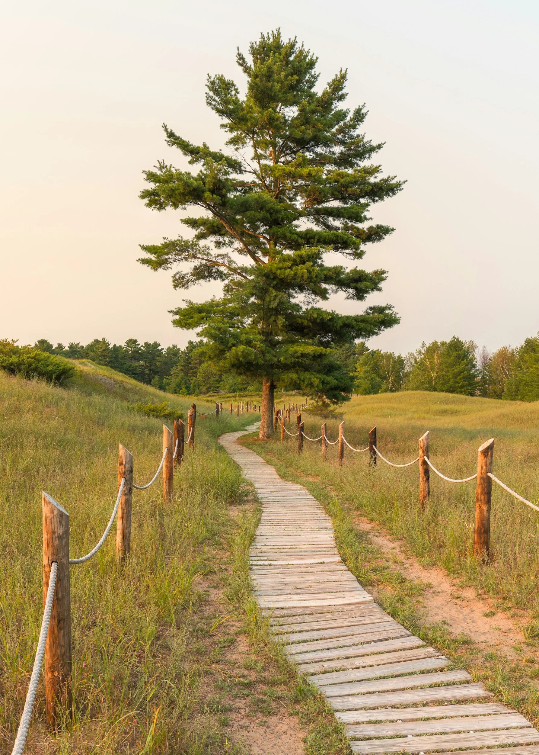 A wooden walking path through a grassy field with a tall pine tree at the end, surrounded by a rustic wooden fence and green trees, under a pale sky.