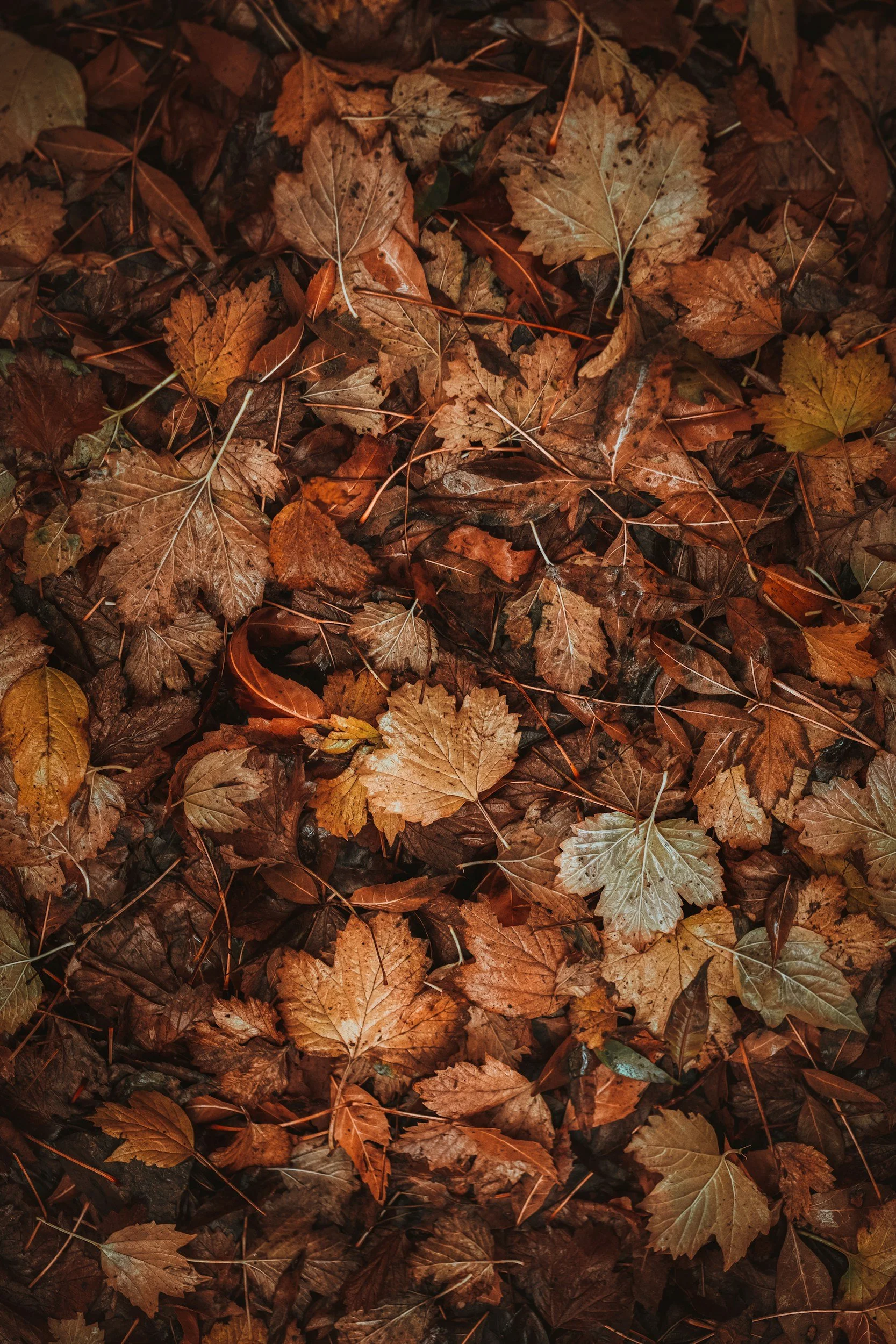 A dense layer of fallen autumn leaves in shades of brown, tan, and orange on the ground.