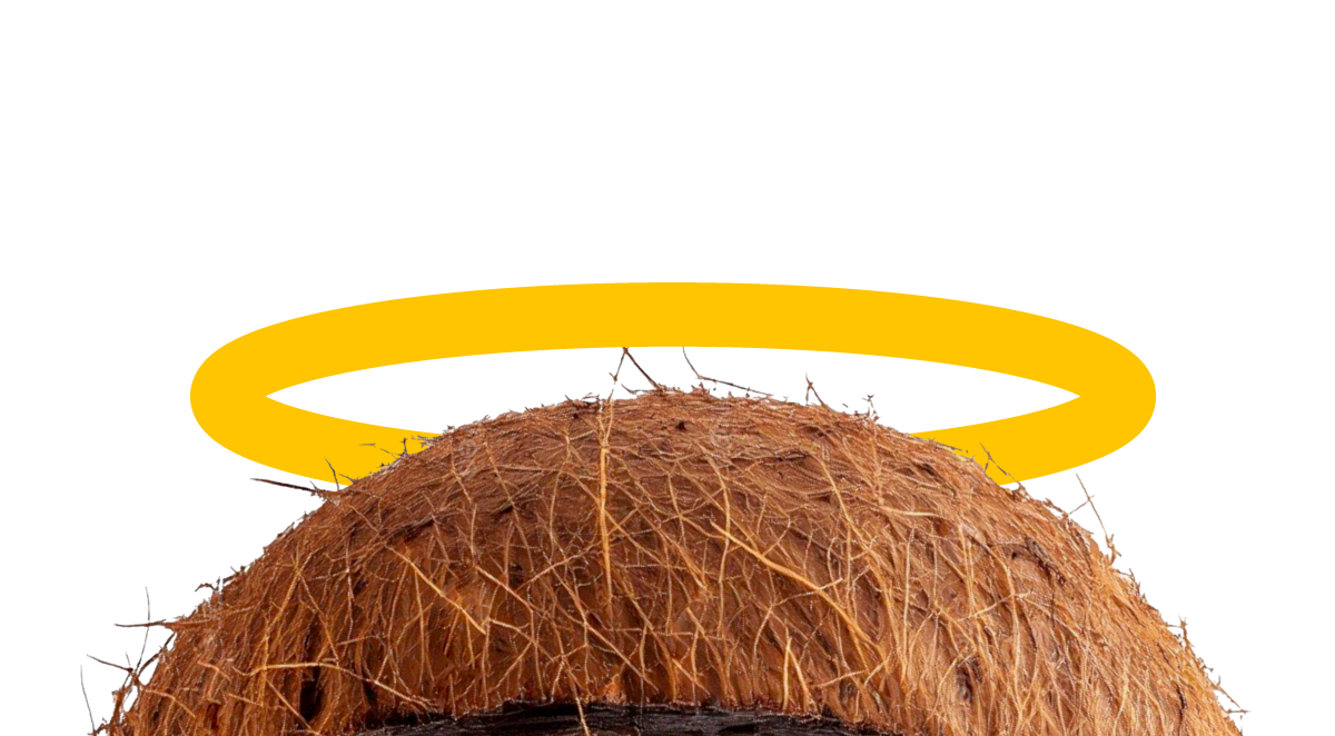 Close-up of a brown coconut with a rough, hairy exterior.
