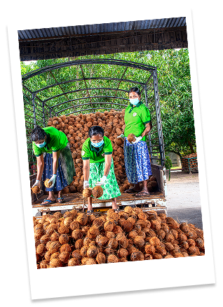 Three people, two women and one girl, wearing face masks and green shirts, harvesting coconuts under a metal shelter, with a truck filled with coconuts in the background.