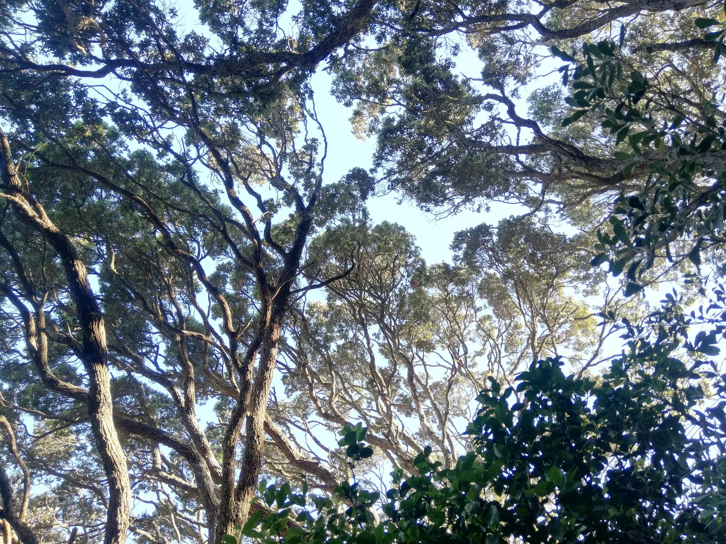 Breathwork for Stress Reduction