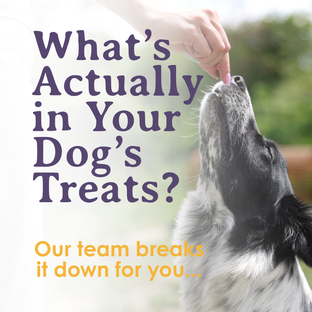 What’s actually in your dog’s treats - our chattanooga pet bakery breaks it down