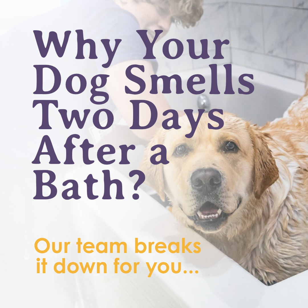 Why Your Dog Smells Two Days After a Bath (And What to Do About It)