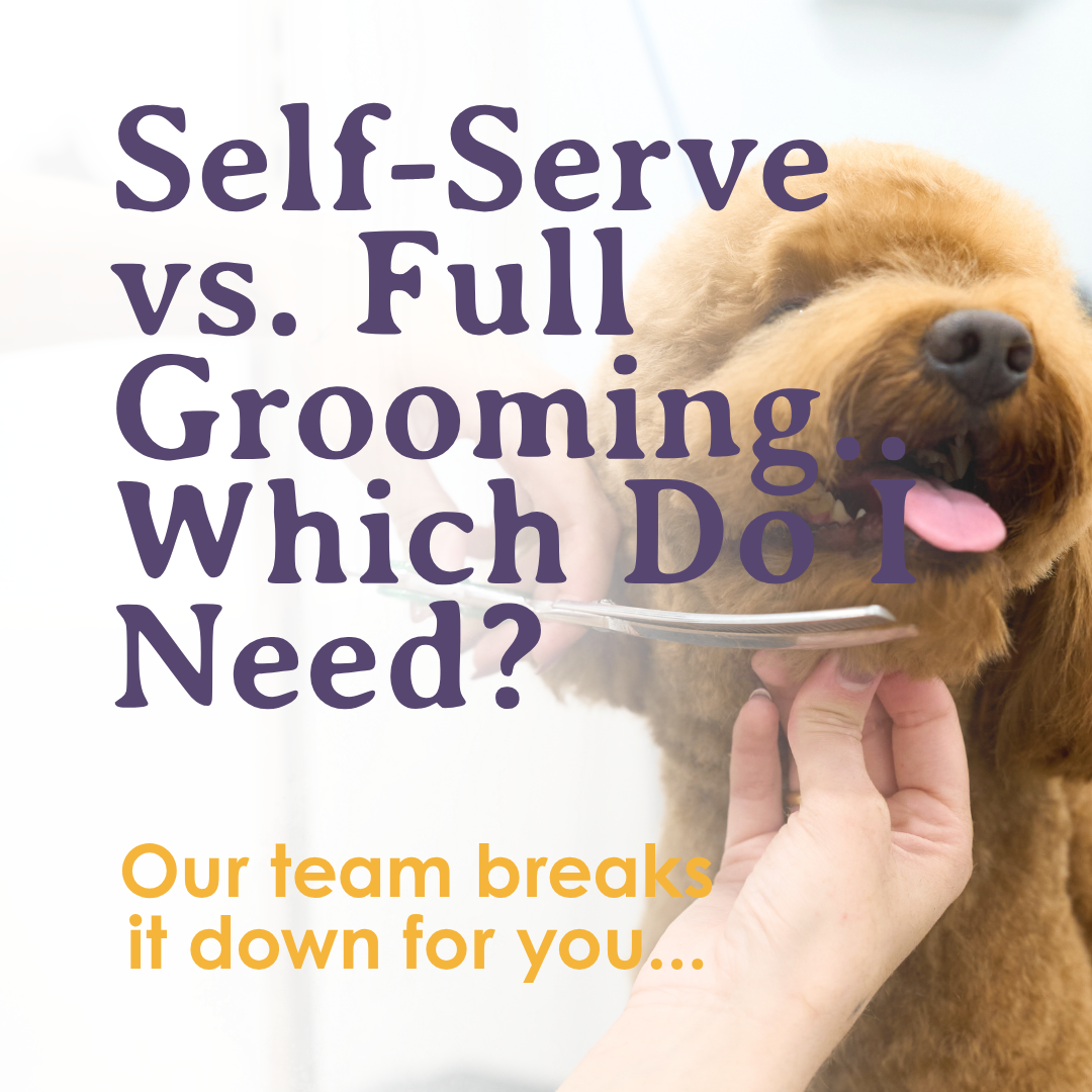 Self-Serve Wash vs. Full-Service Grooming: Which Does Your Dog Need?