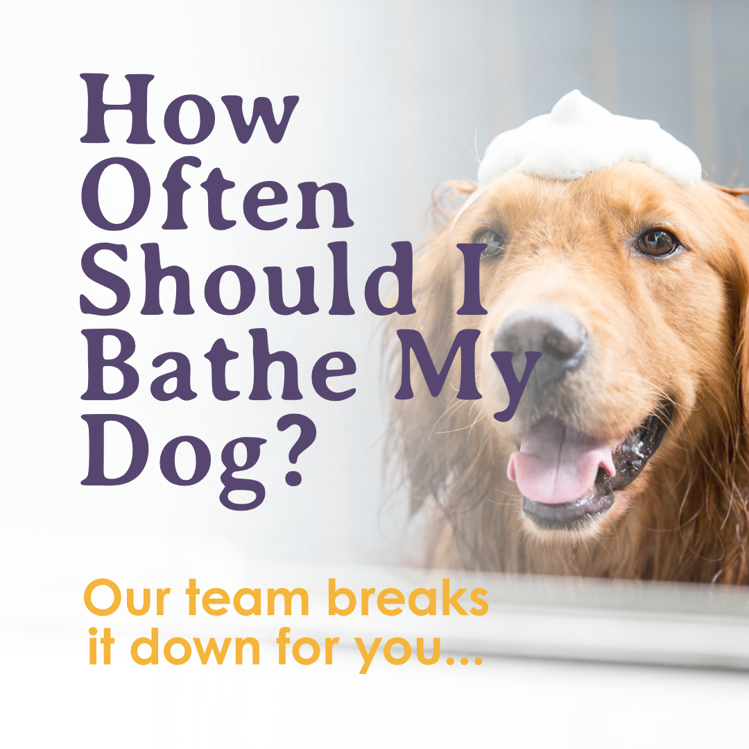 How Often Should I Bathe My Dog?