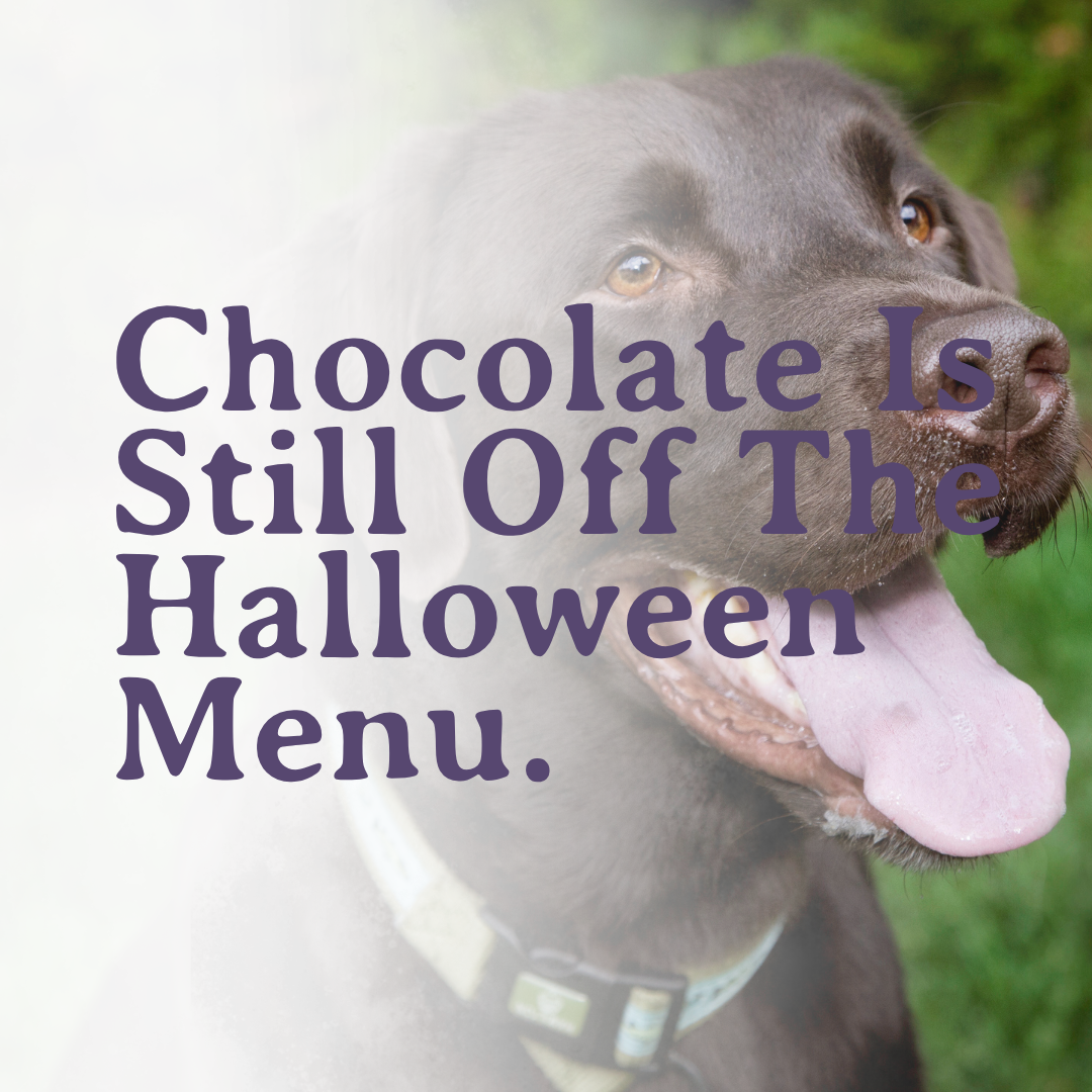 Dog-Friendly Chattanooga: Your October Calendar