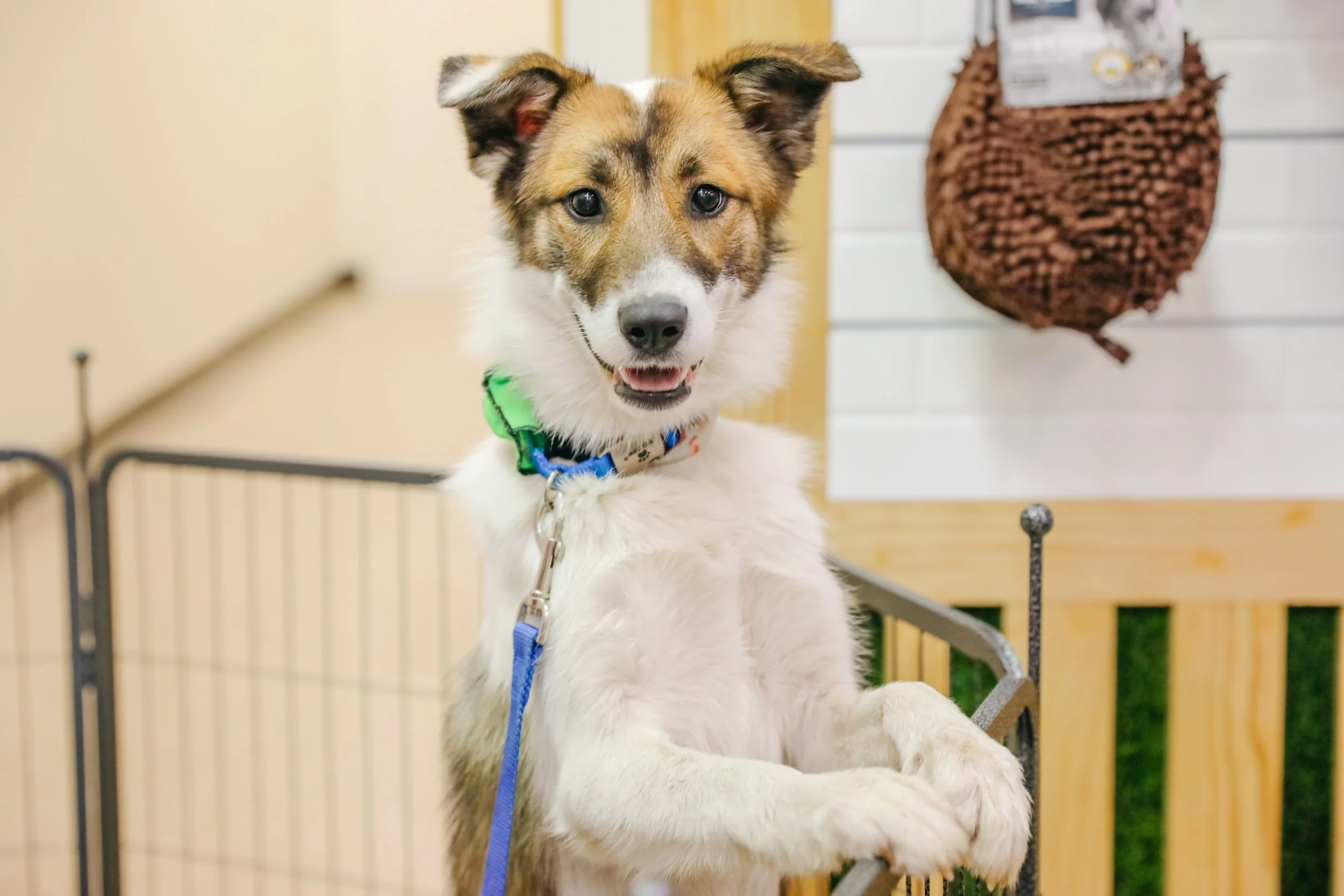 A cute brown and white puppy with blue eyes and a blue collar sitting on a grooming table.
