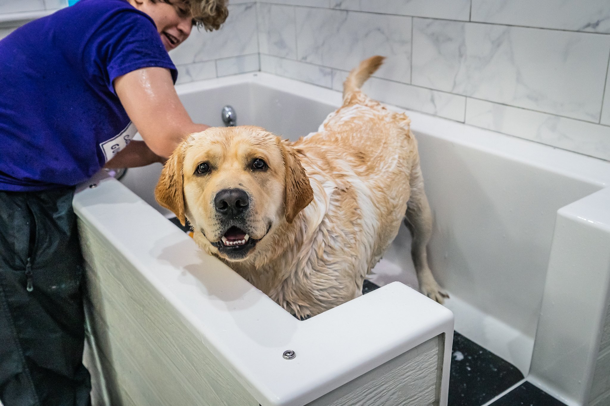 Why Your Dog Smells Two Days After a Bath (And What to Do About It)