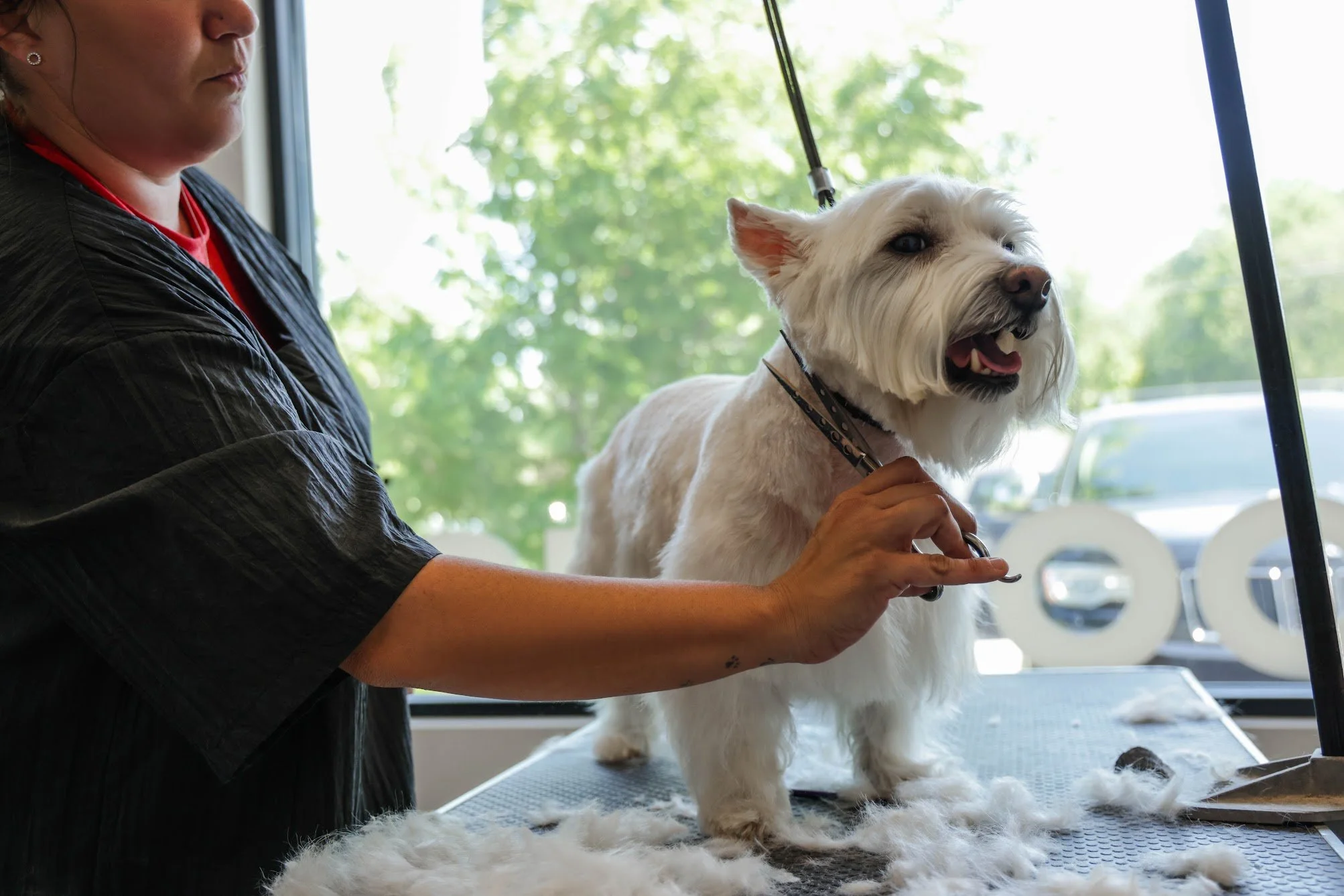 A small white dog with a fluffy coat is being groomed on a table by a person with a red shirt and a black jacket inside a bright room with large windows and green trees outside.