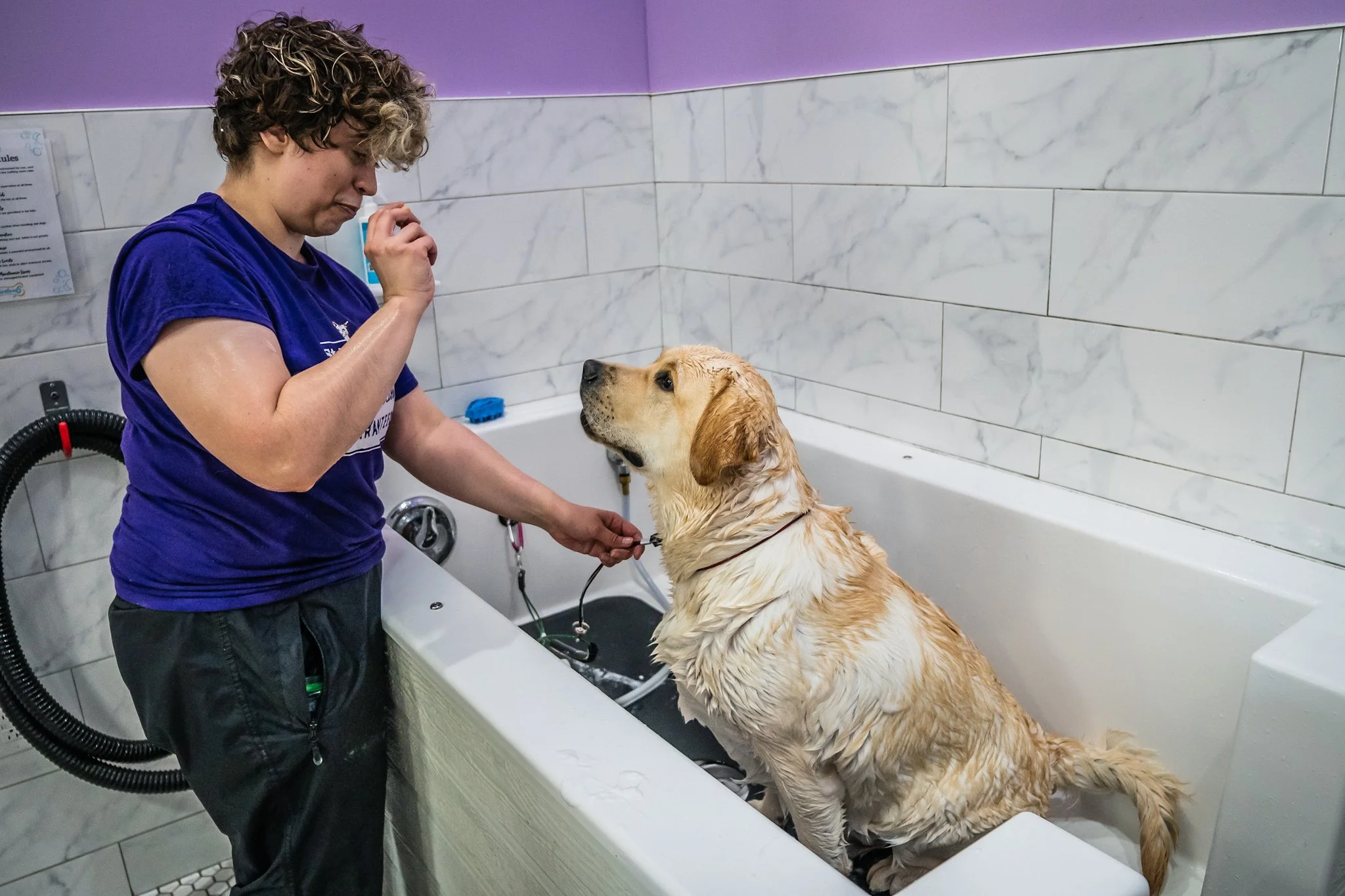 A person giving a bath to a golden retriever in a pet grooming station with tiled walls.