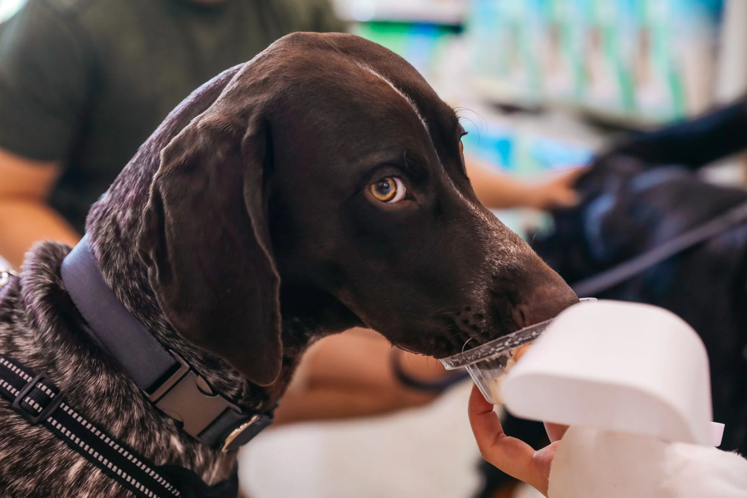A close-up of a brown and white dog with one eye visible, resting its head on a surface while a person feeds it with a spoon.