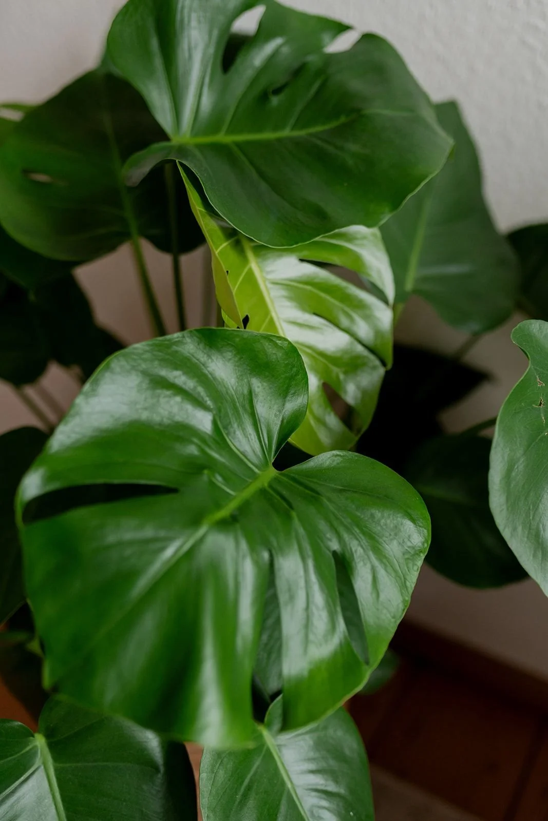 Nahaufnahme einer grünen Monstera-Pflanze mit großen, glänzenden, gelappten Blättern.