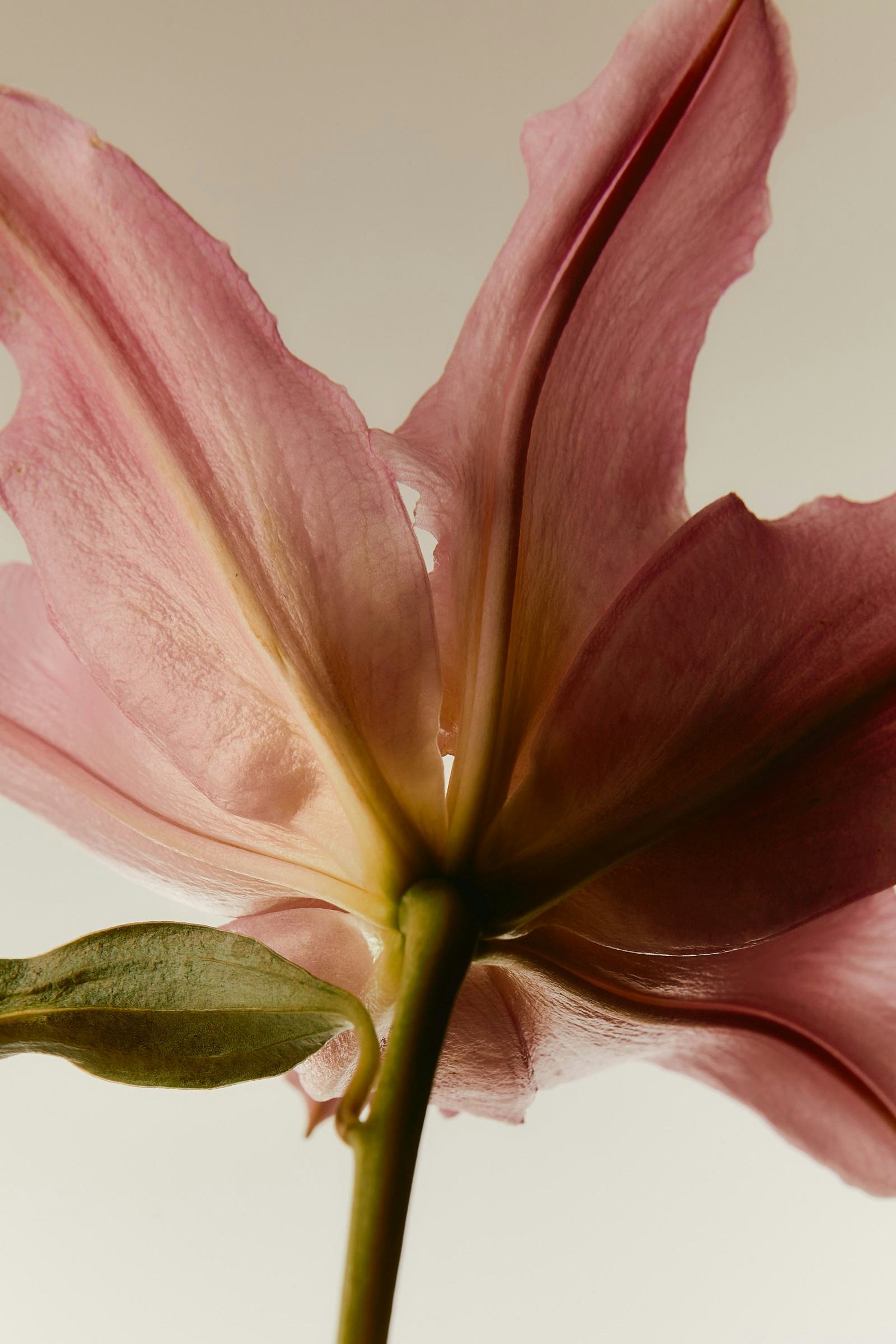 Close-up of pink flower petals symbolizing softness and embodied transformation.