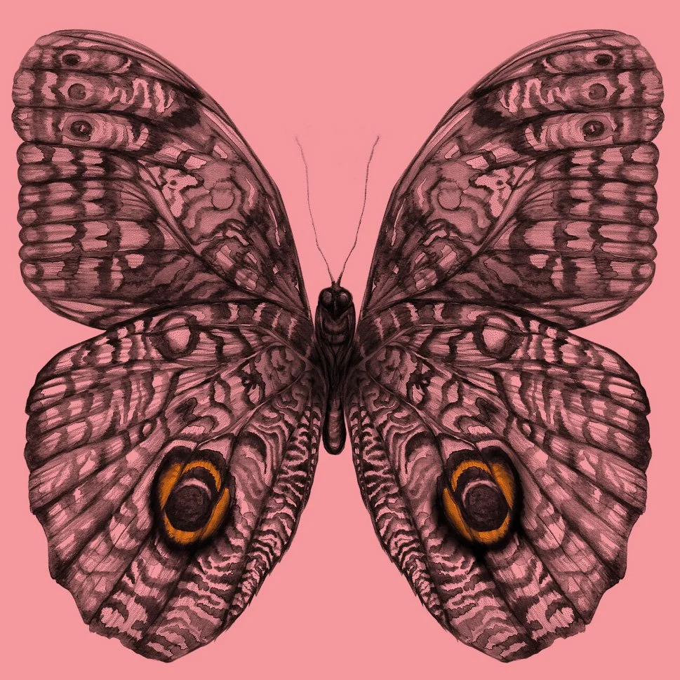 butterfly_grid.jpg