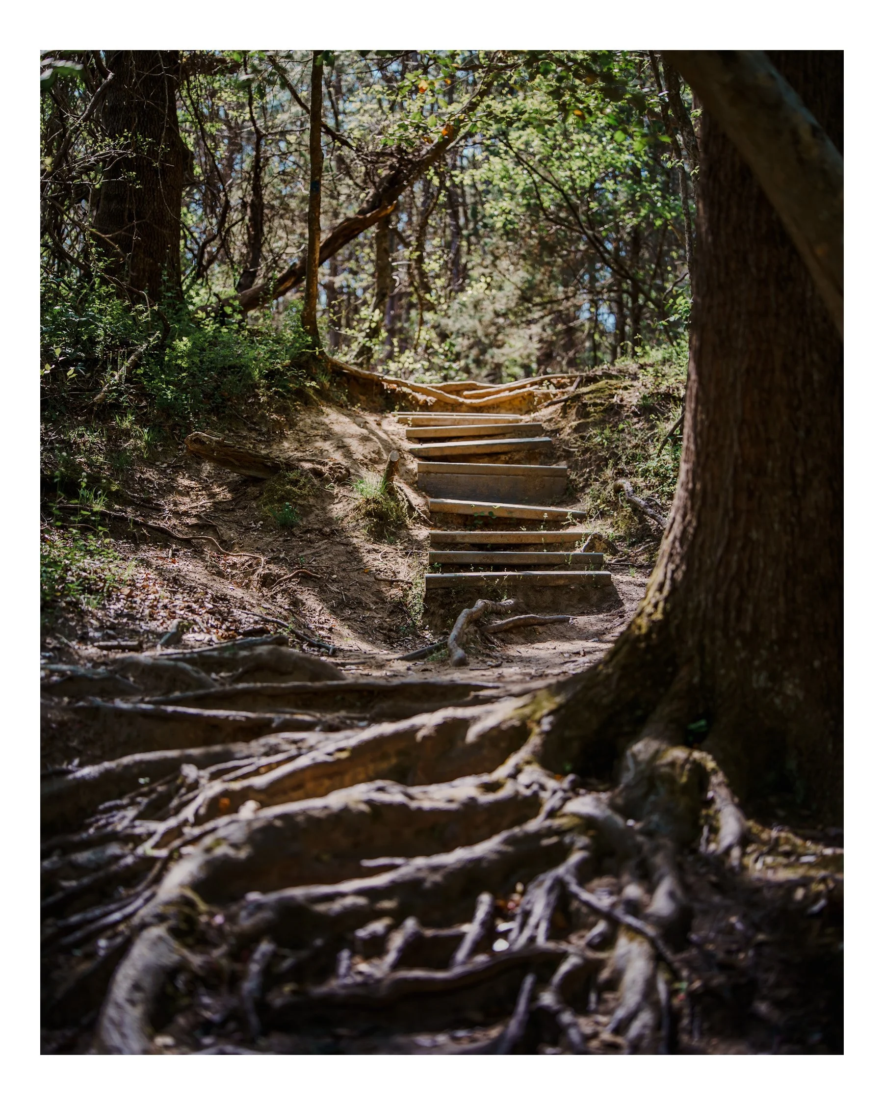 A trail in a forested park with wooden steps and tree roots along the path, surrounded by green foliage and sunlight filtering through the trees.