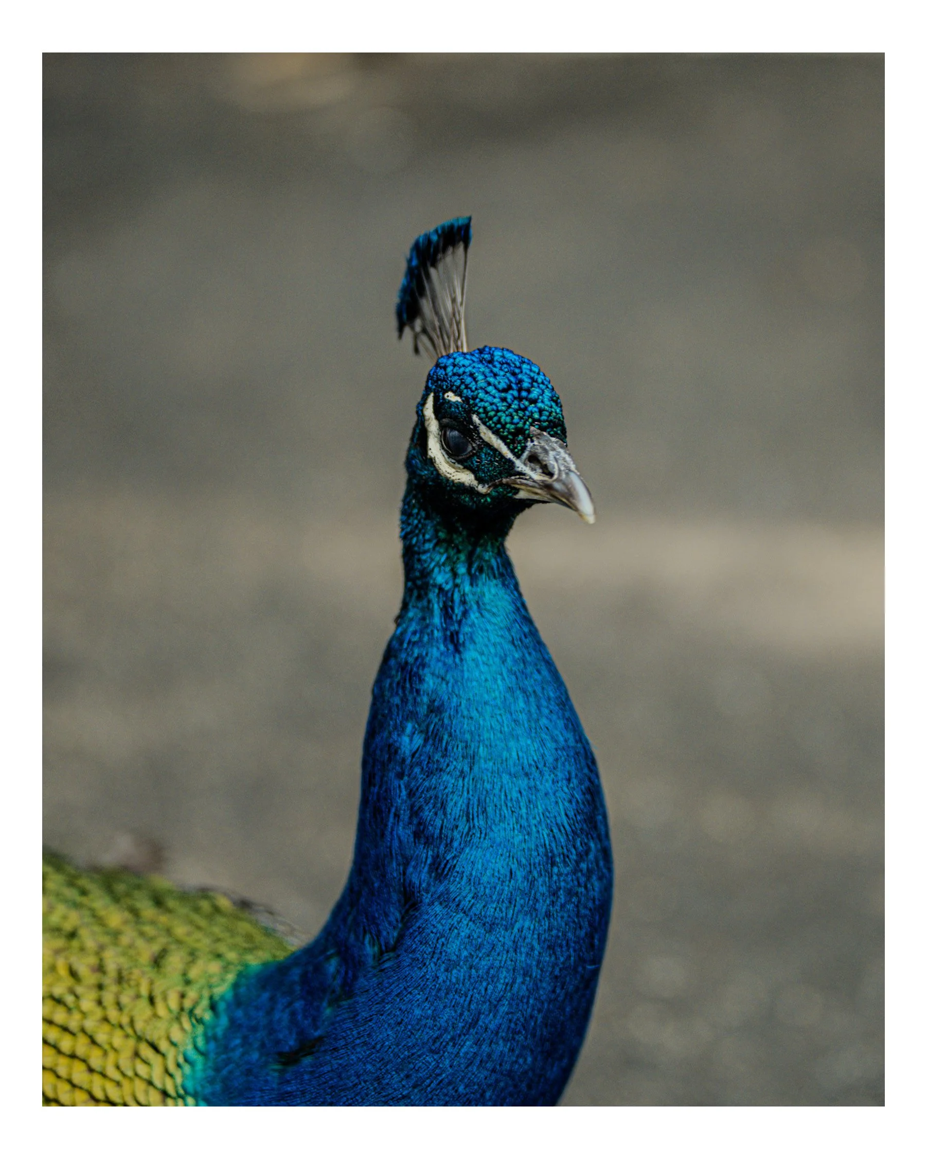Close-up of a peacock's head and upper body, showing iridescent blue and green feathers, with a blurred background.