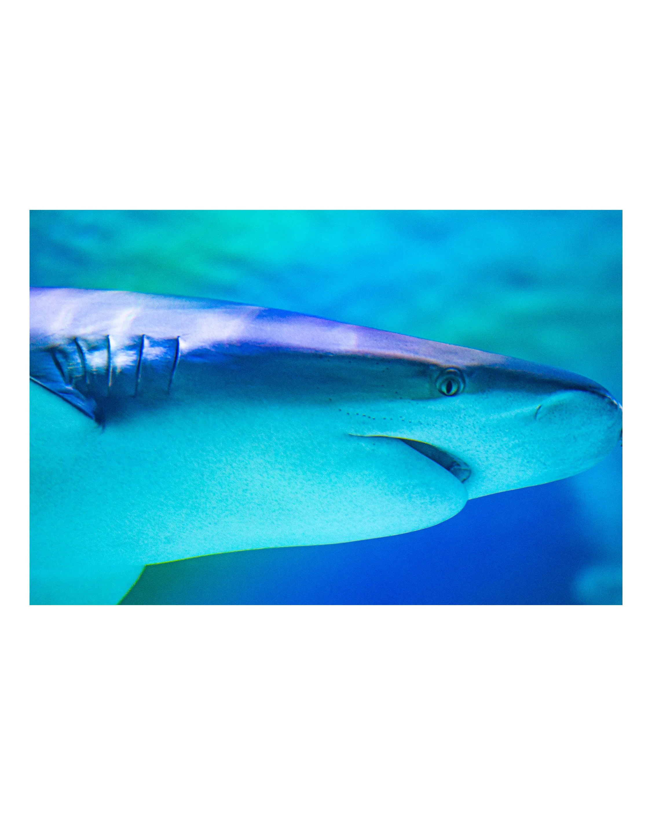 A close-up of a shark underwater in the ocean.