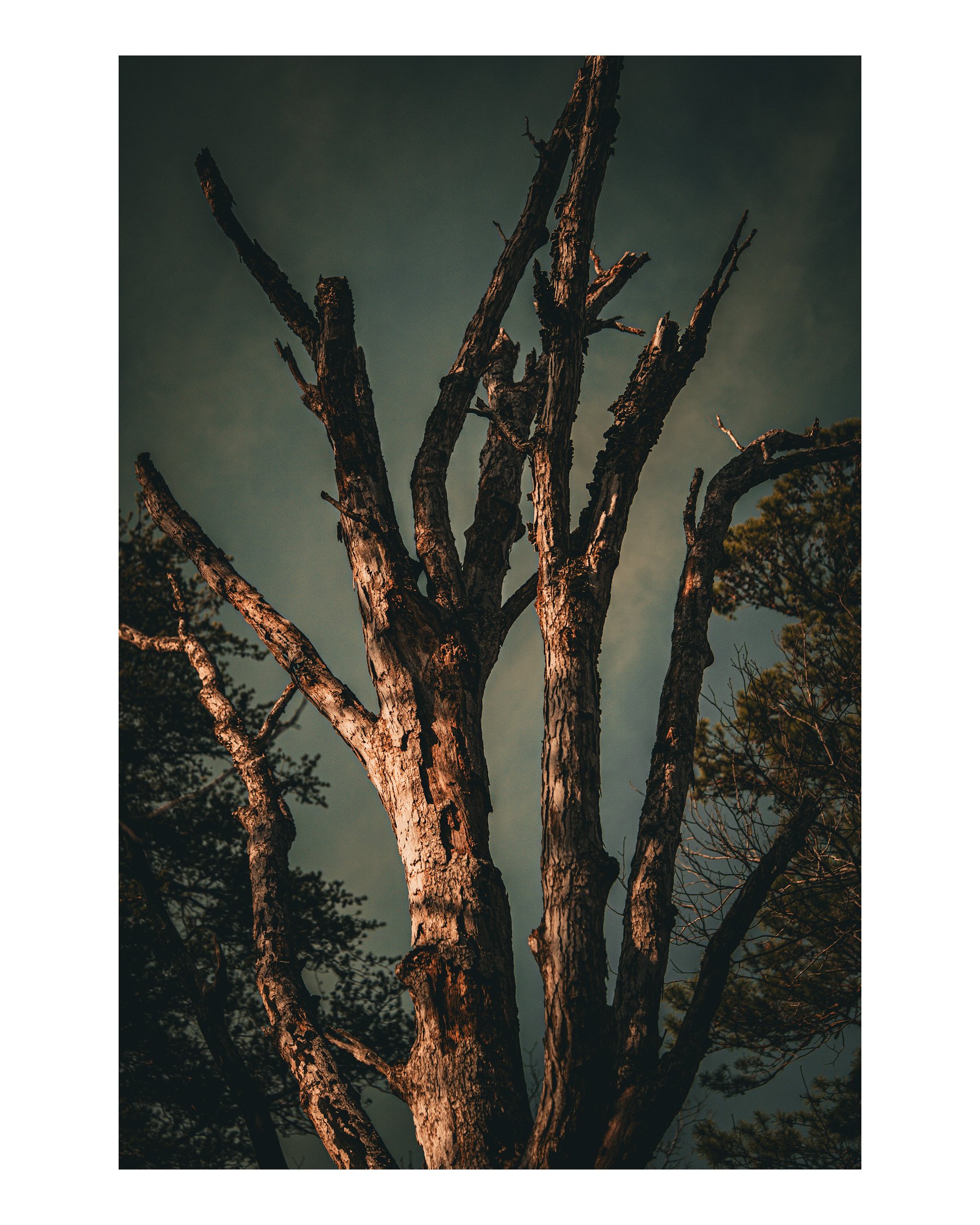 A tall, leafless tree with textured bark illuminated by warm light against a dark, cloudy sky. Smaller trees are visible in the background.