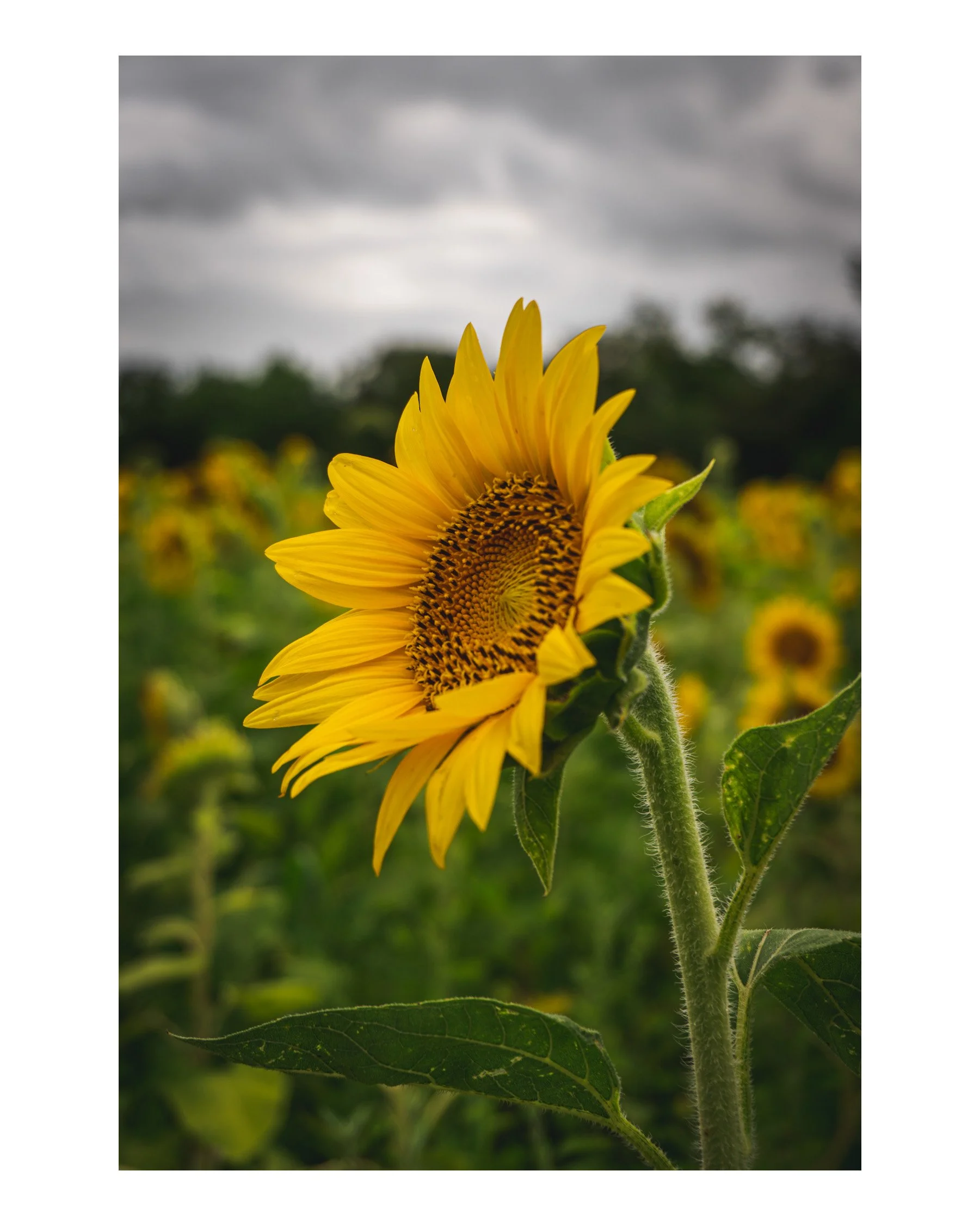 Close-up of a sunflower with bright yellow petals and a dark center, set against a cloudy sky with trees in the background.