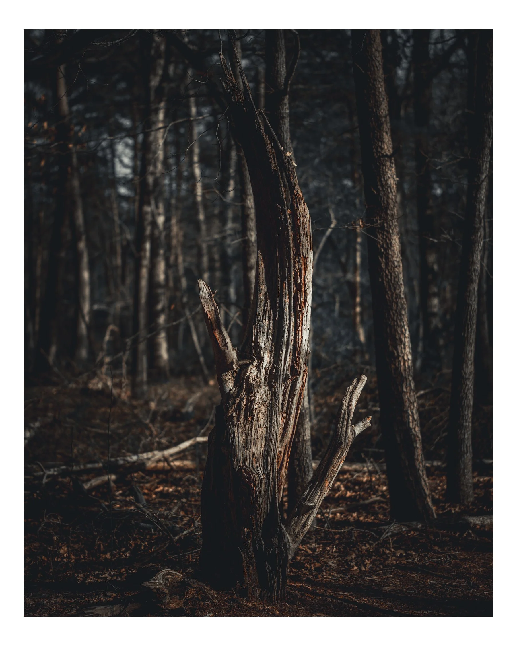 A close-up of burnt tree trunks and branches in a dark forest, with charred ground and minimal light.