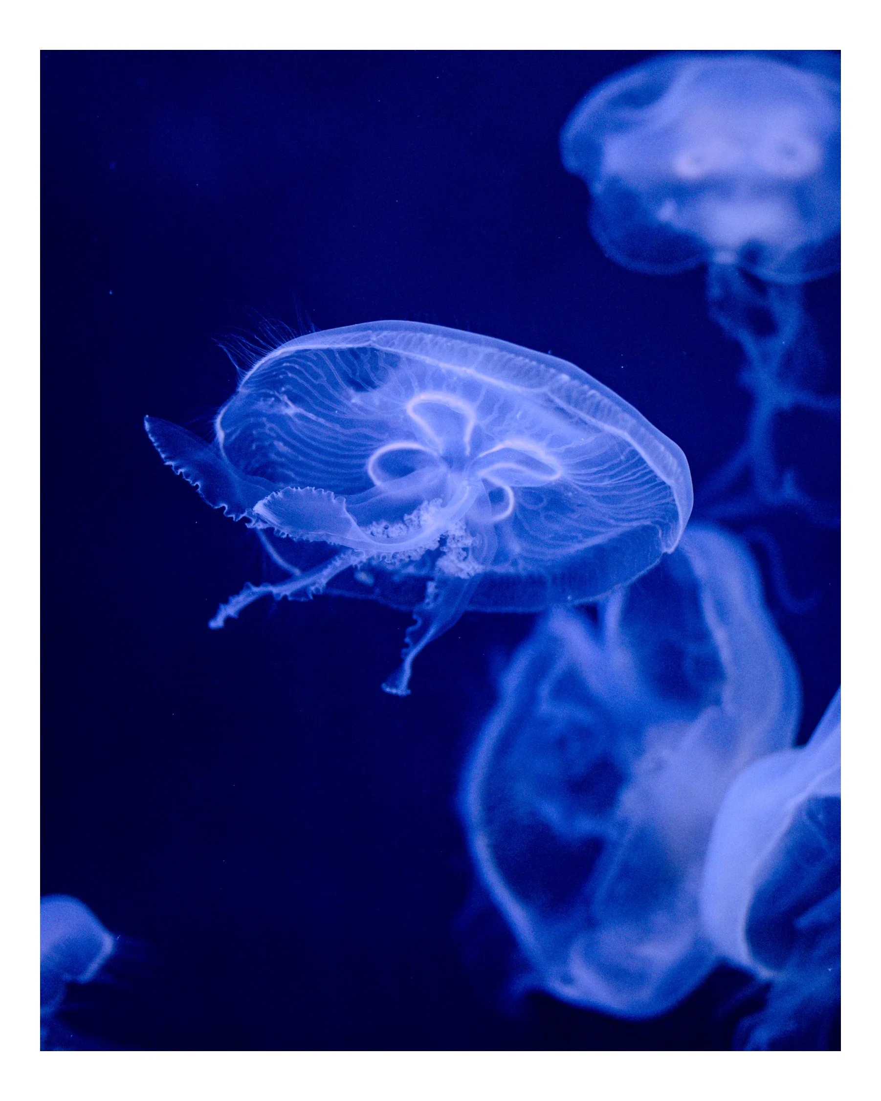 Near-transparent jellyfish with glowing white-blue outline floating in dark blue water.