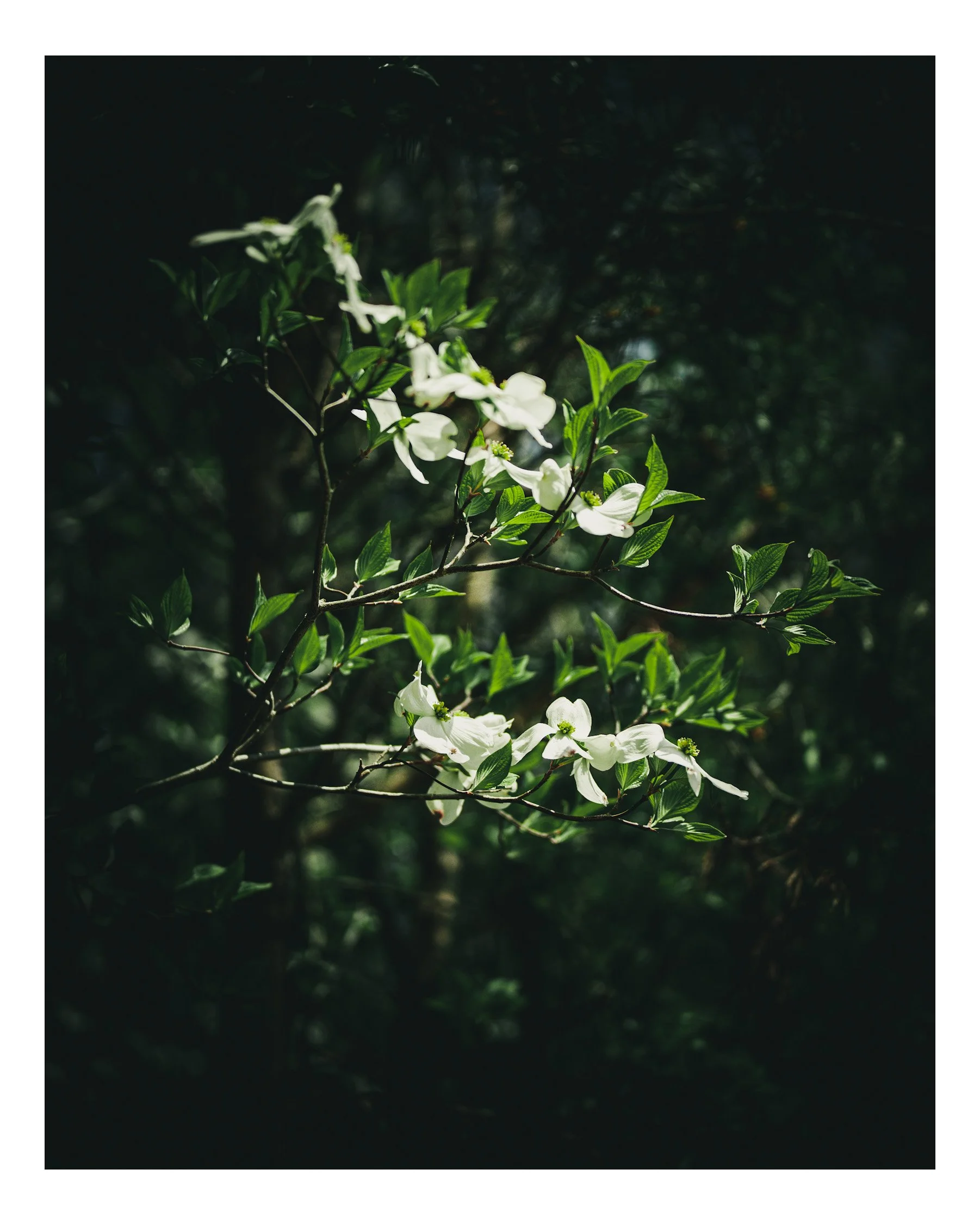 Close-up of white flowers with green leaves in a dark, shadowy outdoor setting.