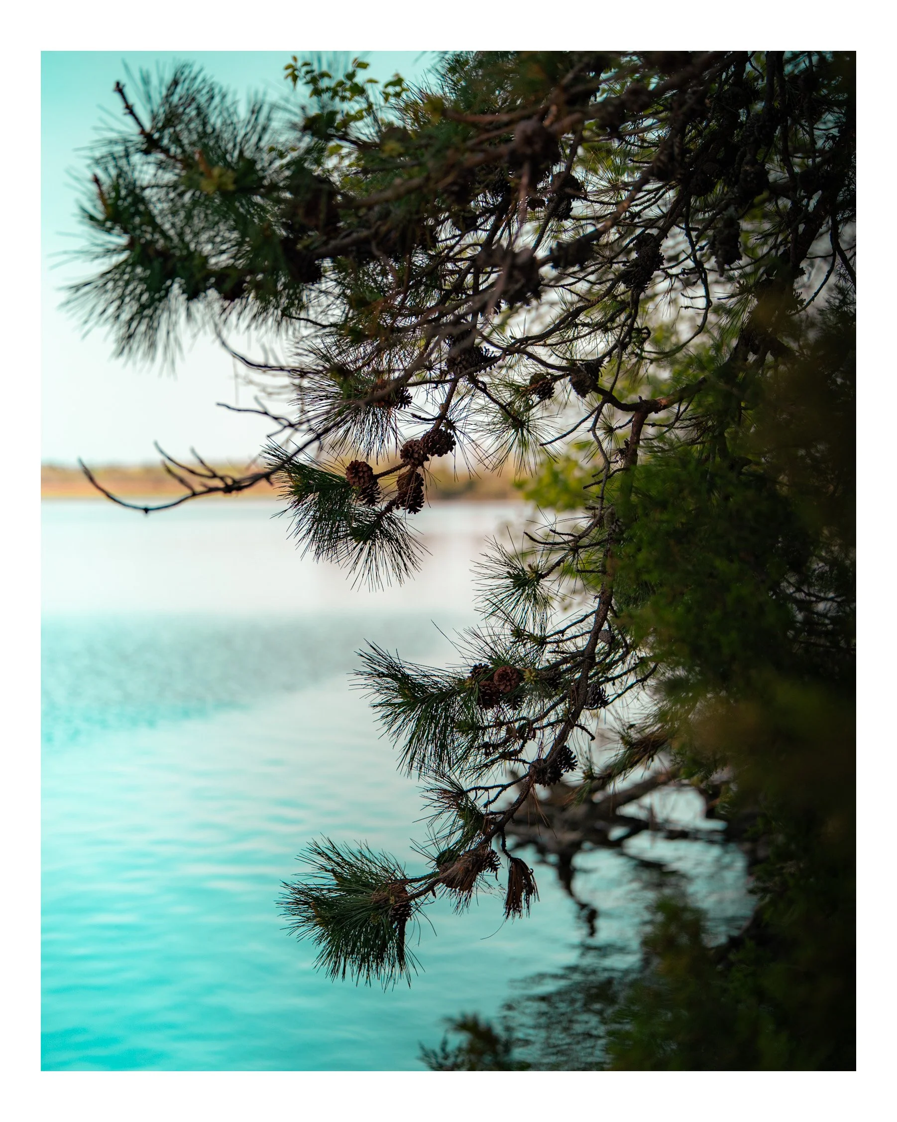Close-up of pine tree branches and cones near a lake with a blurred landscape in the background.